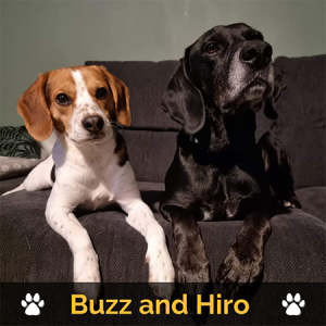 The-Humprey-Group-Buzz and Hiro